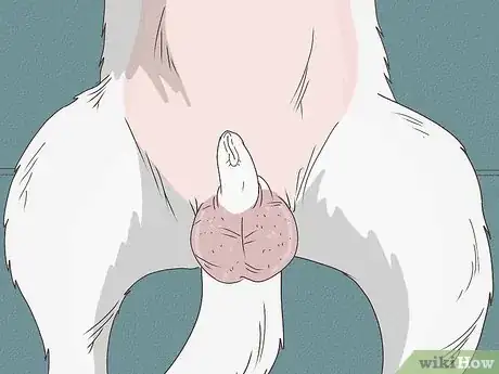 Image intitulée Detect Pregnancy in Your Female Dog Step 5