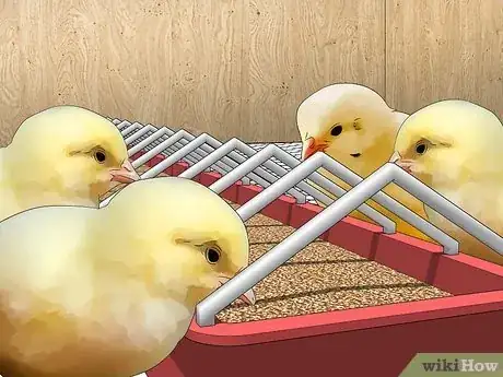 Image intitulée Raise Chickens for Eggs Step 16