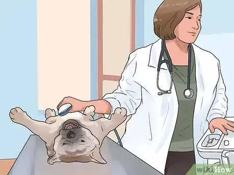 Image intitulée Breed Dogs Step 11