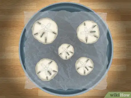 Image intitulée Clean and Preserve Sand Dollars Step 9