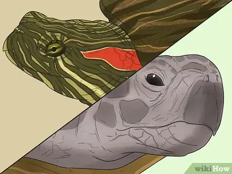 Image intitulée Tell the Difference Between a Tortoise, Terrapin and Turtle Step 7