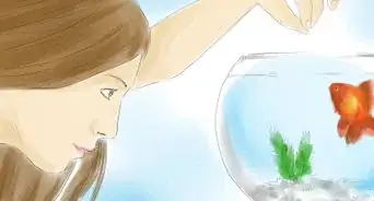 savoir si votre poisson rouge est un mâle ou une femelle