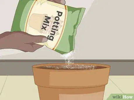 Image intitulée Plant Desert Rose Seeds Step 17