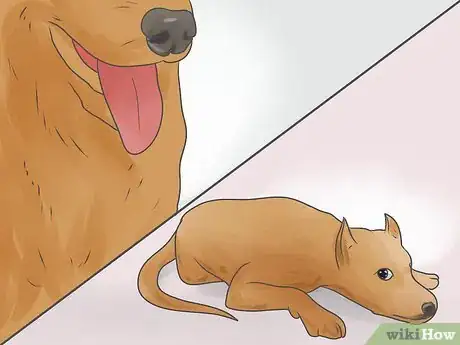 Image intitulée Treat Heart Failure in Dogs Step 5