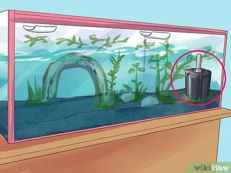 Image intitulée Breed Gouramis Step 9