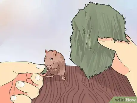 Image intitulée Feed Dwarf Hamsters Step 4