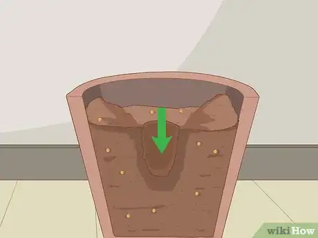 Image intitulée Plant Desert Rose Seeds Step 19