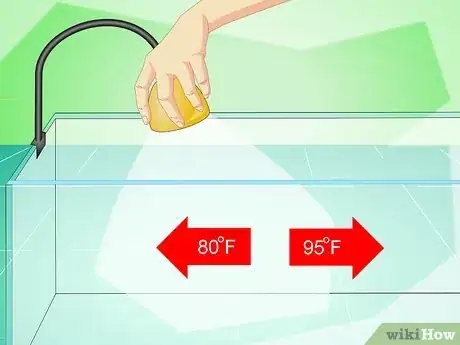Image intitulée Catch a Common House Lizard and Keep It As a Pet Step 2
