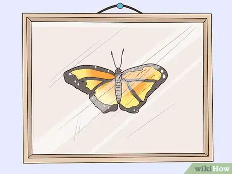 Image intitulée Preserve a Butterfly Step 10