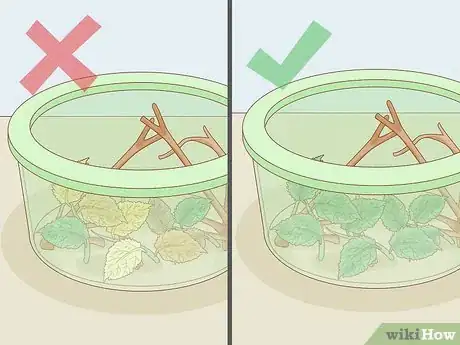 Image intitulée Find a Caterpillar Step 17