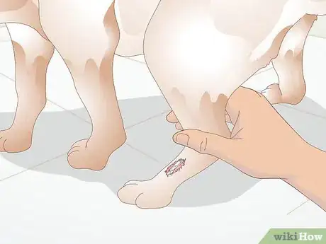 Image intitulée Treat Broken Bones in Dogs Step 6