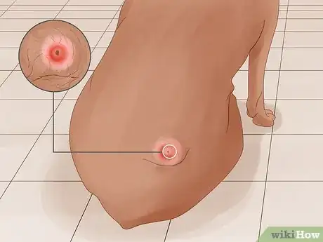 Image intitulée Get Rid of a Botfly in a Dog Step 2
