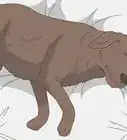 savoir qu'un chien est mourant