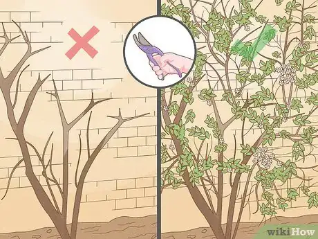 Image intitulée Prune Leggy Pyracantha Step 11