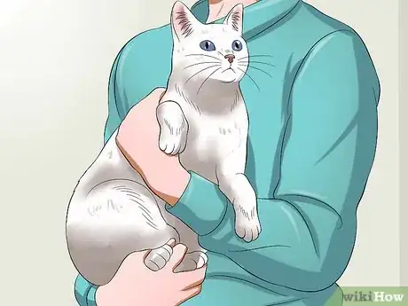 Image intitulée Carry a Cat Step 4