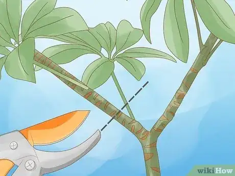 Image intitulée Prune a Schefflera Plant Step 6