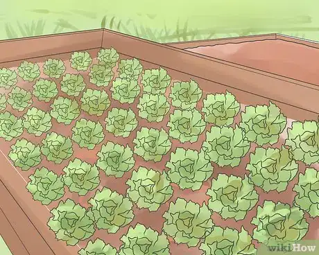 Image intitulée Keep Weeds Out of Your Vegetable Garden Step 6
