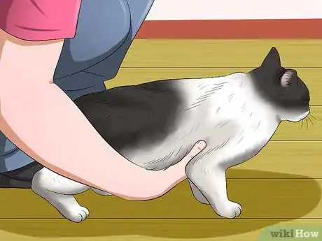 Image intitulée Carry a Cat Step 3