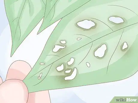 Image intitulée Find a Caterpillar Step 18