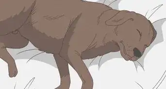savoir qu'un chien est mourant