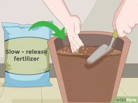 Image intitulée Plant Desert Rose Seeds Step 18