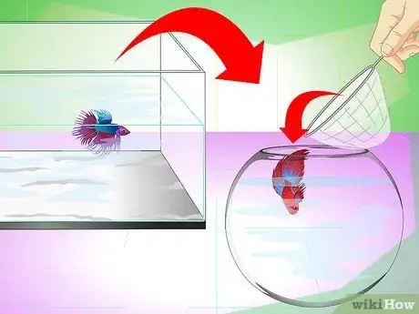 Image intitulée Have a Happy Betta Fish Step 4