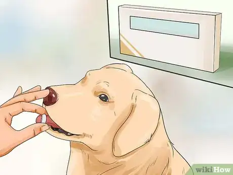 Image intitulée Treat a Sprain on a Dog Step 12