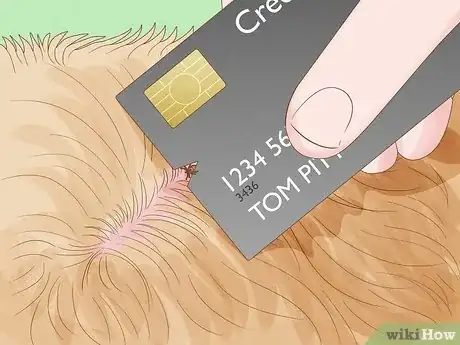 Image intitulée Remove a Tick from a Dog Without Tweezers Step 3