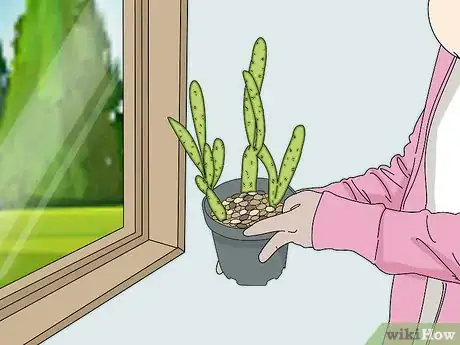 Image intitulée Prevent Birds From Flying Into Windows Step 8