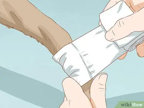 Image intitulée Help a Dog Recover from a Broken Leg Step 3