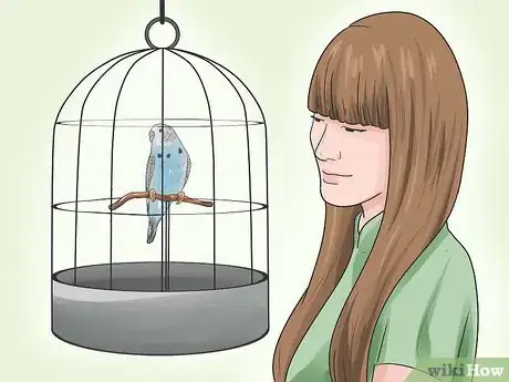 Image intitulée Identify Your Budgie's Gender Step 7