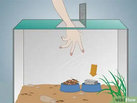 Image intitulée Keep Crickets Alive Step 3Bullet2