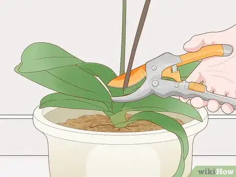Image intitulée Prune Orchids Step 3