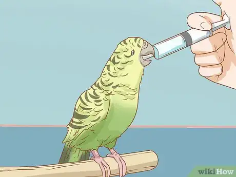 Image intitulée Treat Diarrhea in Parakeets Step 5