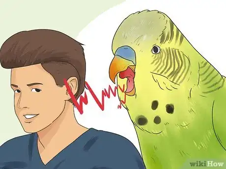 Image intitulée Identify Your Budgie's Gender Step 6