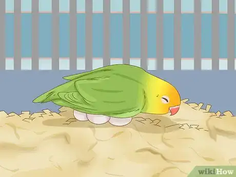 Image intitulée Breed Lovebirds Step 11
