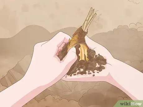 Image intitulée Cure Daffodil Bulbs for Replanting Step 4