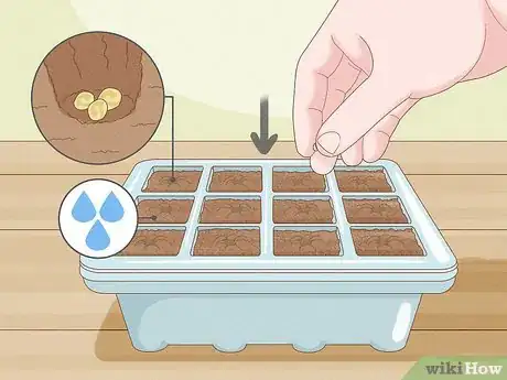 Image intitulée Grow Tomatoes Indoors Step 2