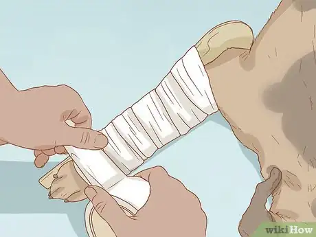 Image intitulée Help a Dog Recover from a Broken Leg Step 4