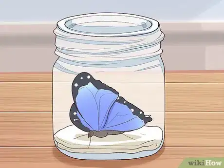 Image intitulée Preserve a Butterfly Step 1