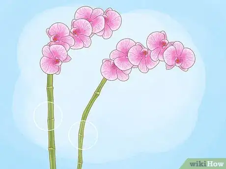 Image intitulée Prune Orchids Step 8