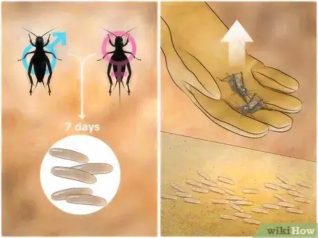 Image intitulée Feed Crickets to Reptiles Step 12