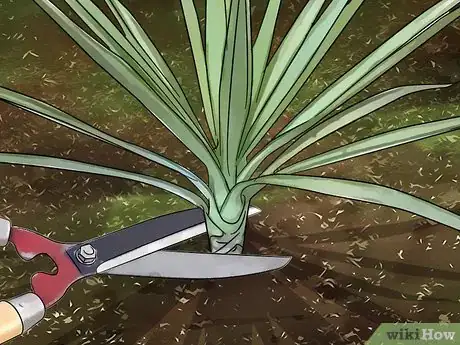 Image intitulée Kill Yucca Plants Step 7