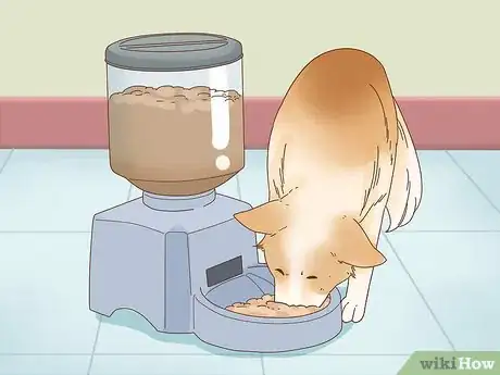 Image intitulée Leave Your Pets Alone While on Vacation Step 15