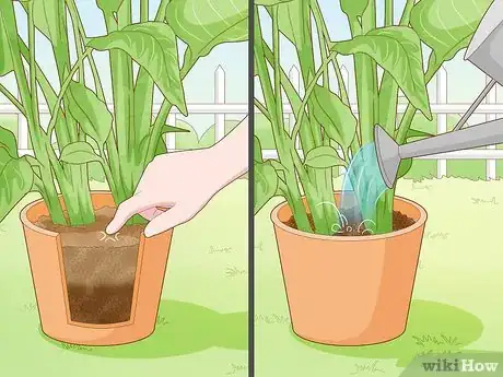 Image intitulée Get a Bird of Paradise to Bloom Step 12