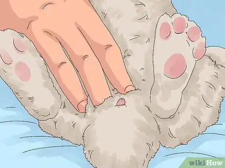 Image intitulée Determine the Sex of a Rabbit Step 8