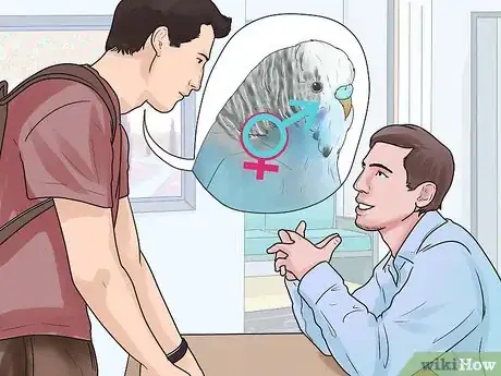 Image intitulée Identify Your Budgie's Gender Step 8