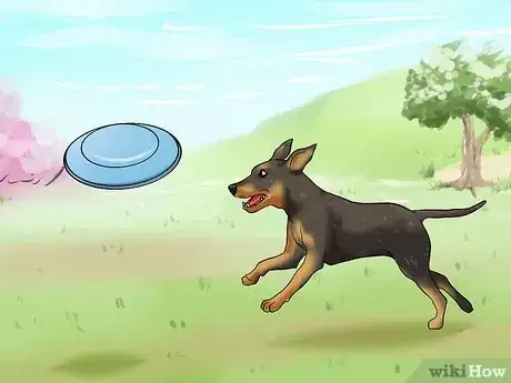 Image intitulée Obedience Train Your Puppy Before It's 10 Weeks Old Step 9
