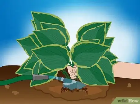 Image intitulée Divide a Hosta Step 9