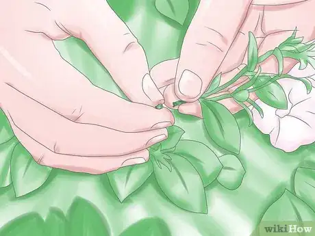 Image intitulée Deadhead Petunias Step 6